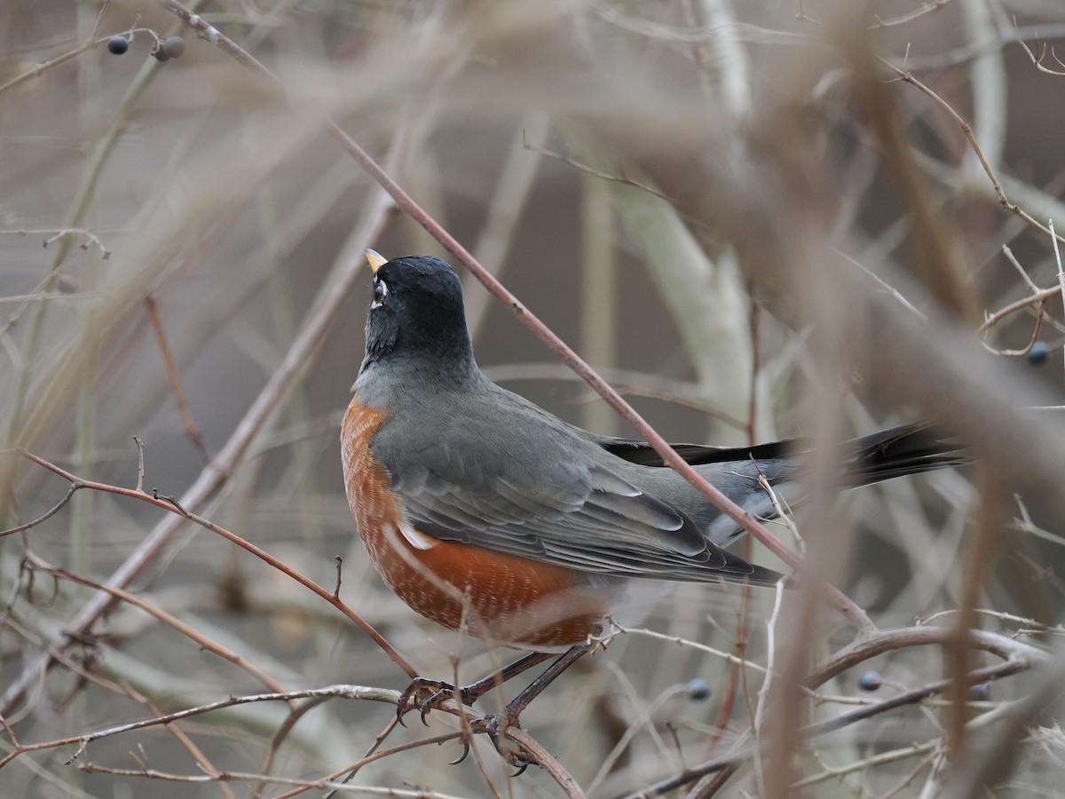 Странствующий дрозд - ML648758840