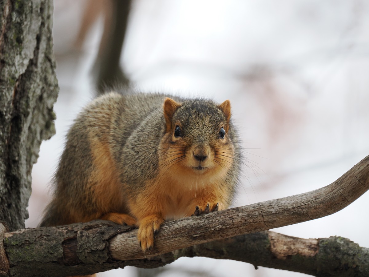 Беличьи - ML648758844