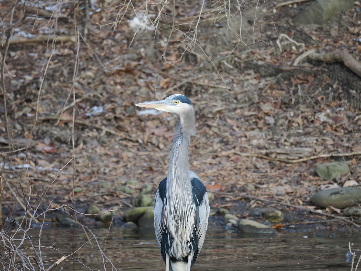 Большая голубая цапля - ML648759244