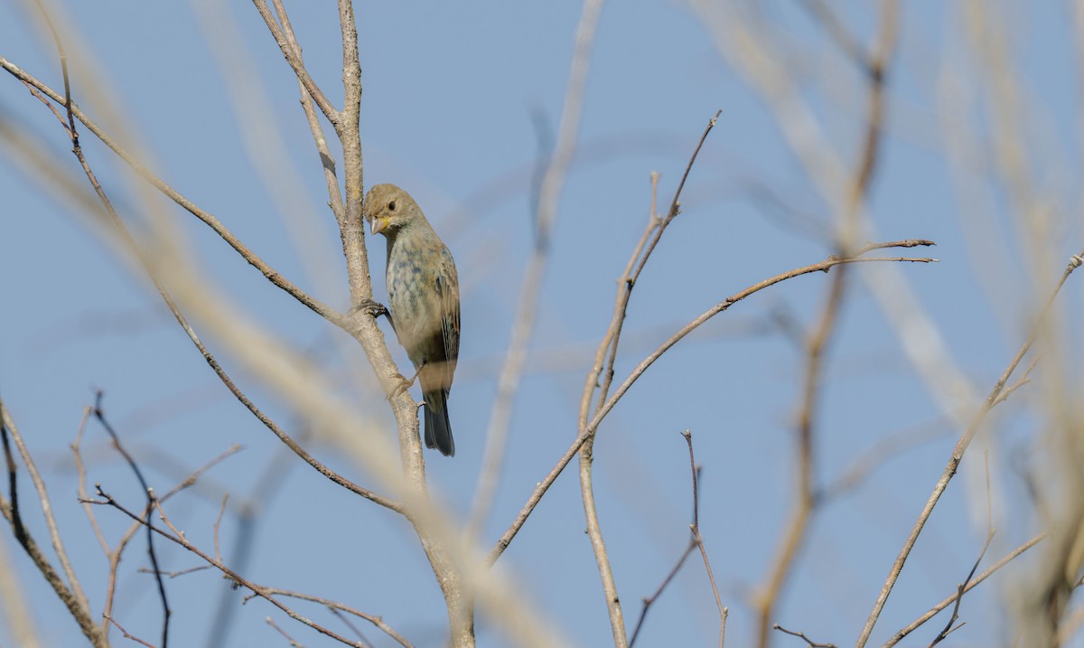 Индиговый колорин - ML648759554