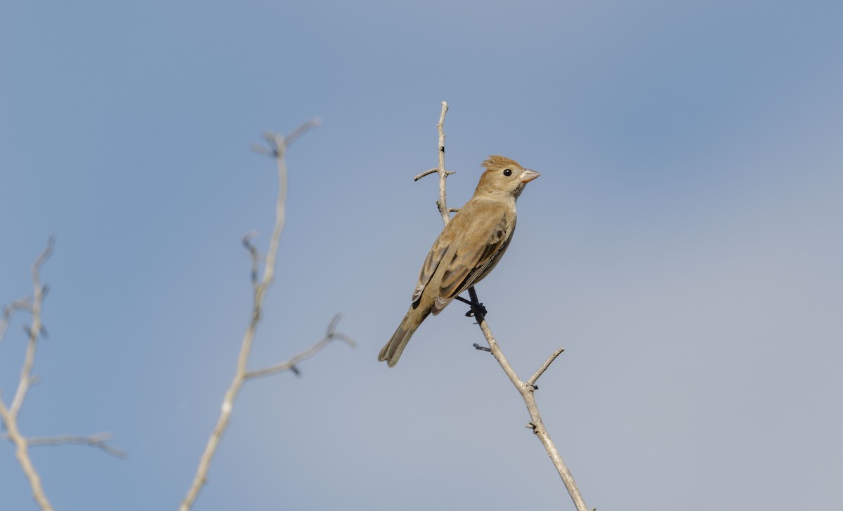 Индиговый колорин - ML648759595