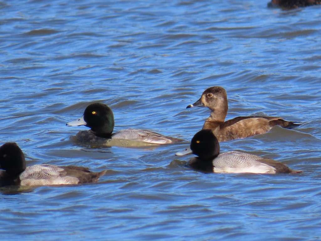 bergand - ML648759668