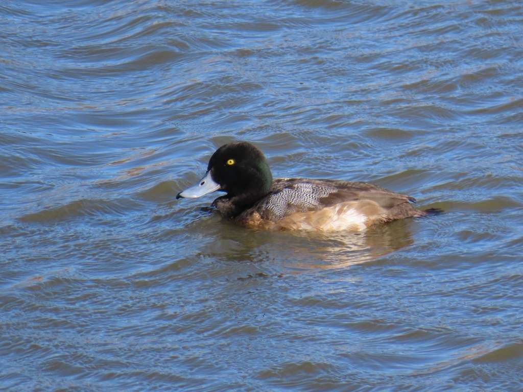 Greater Scaup - Ashwin Narayanan