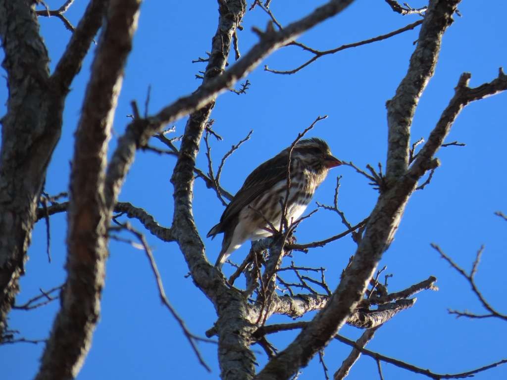 Roselin pourpré - ML648759693