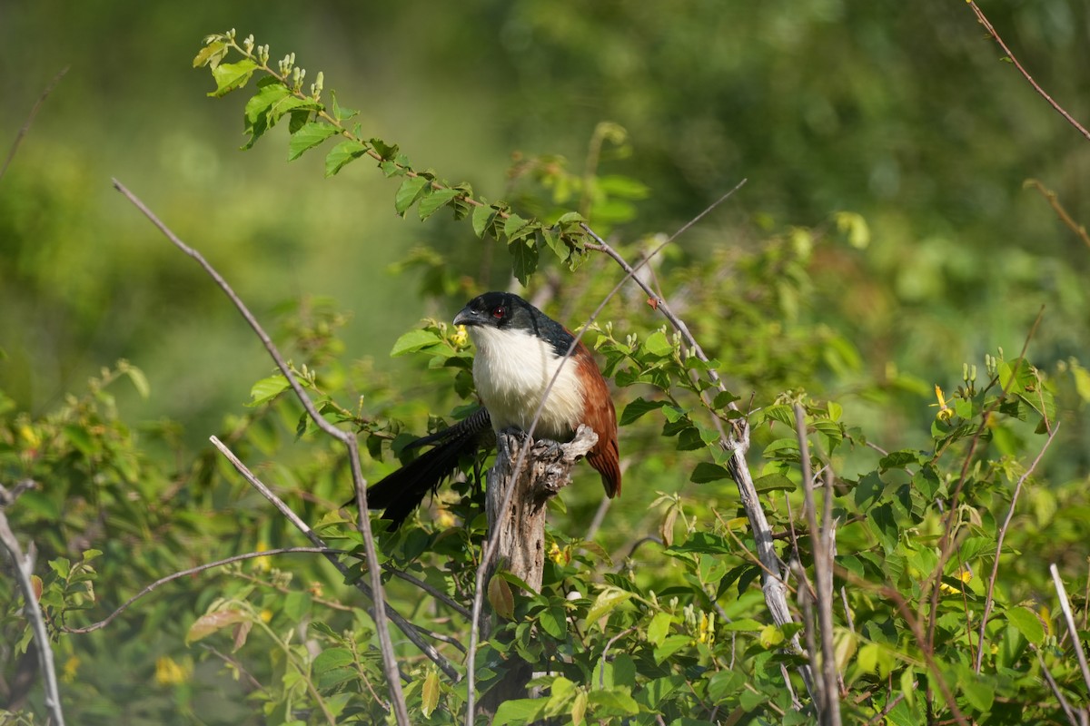 Burchell Kukalı - ML648760080