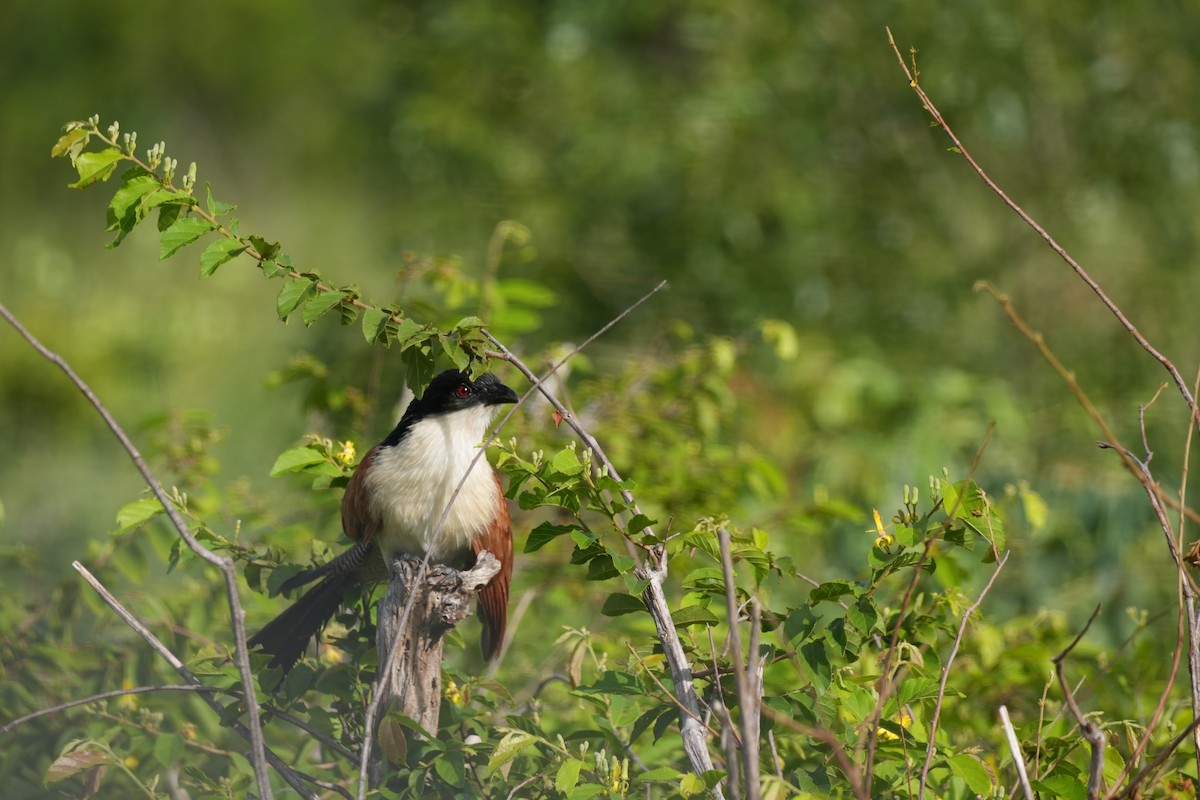 Burchell Kukalı - ML648760081