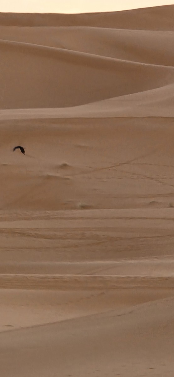 チャエリガラス - ML648760097