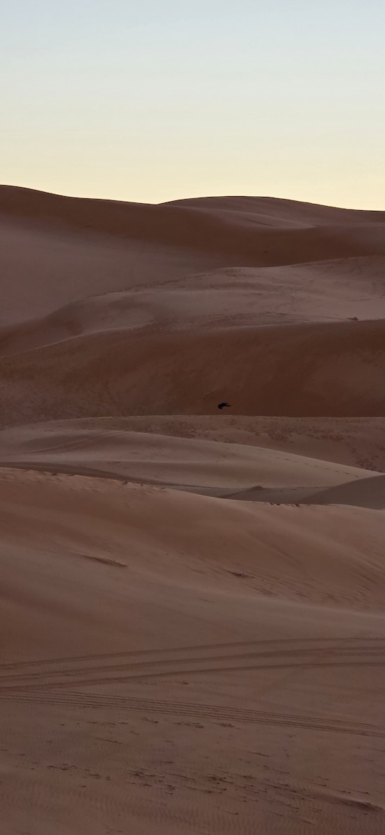 チャエリガラス - ML648760098