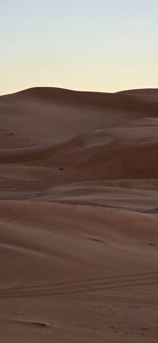 チャエリガラス - ML648760099