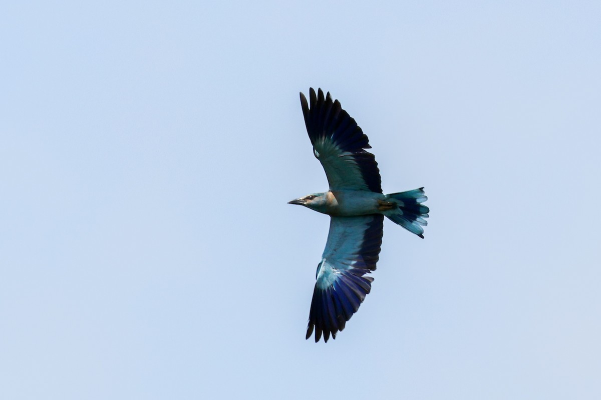 European Roller - ML648760405