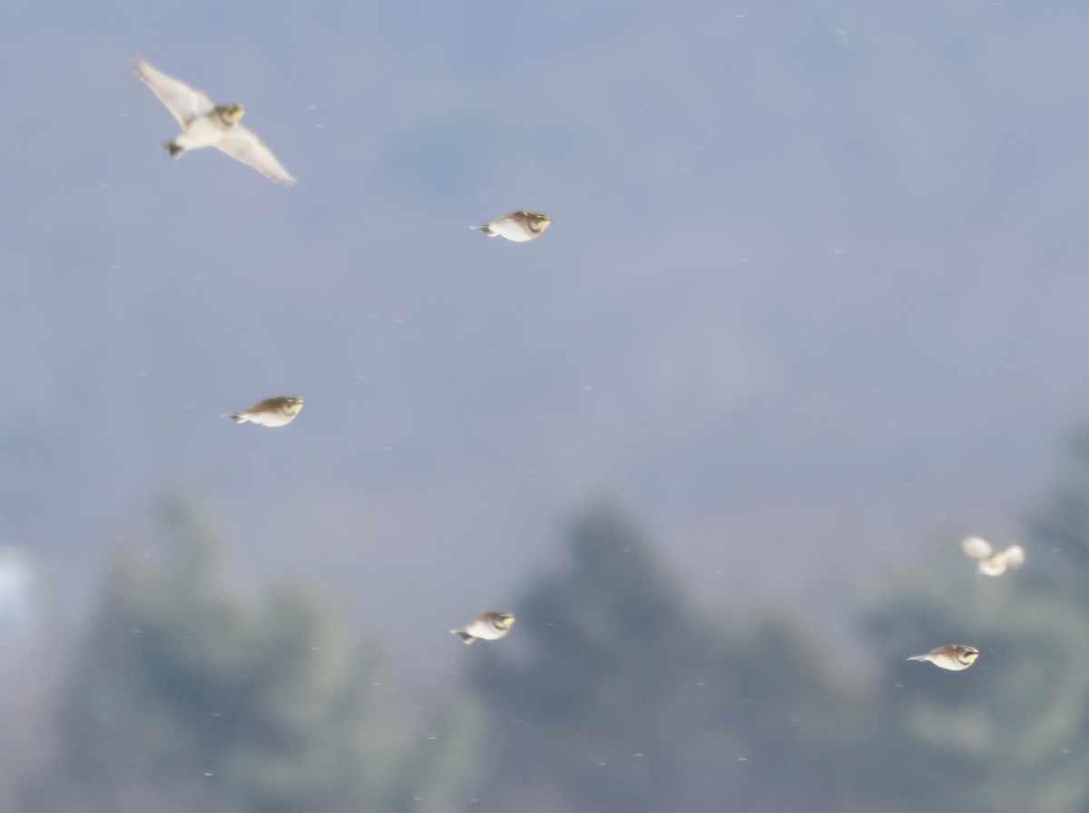 Horned Lark - ML648760864