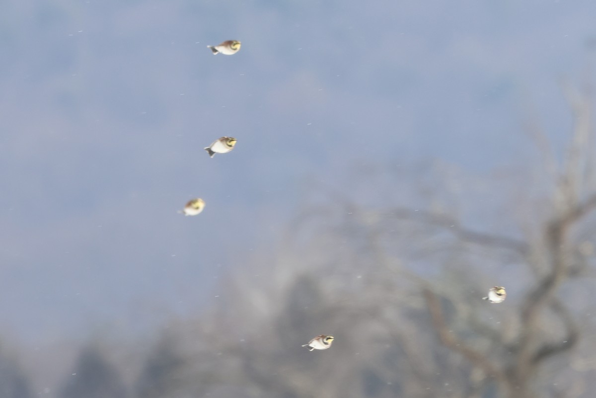 Horned Lark - ML648760865