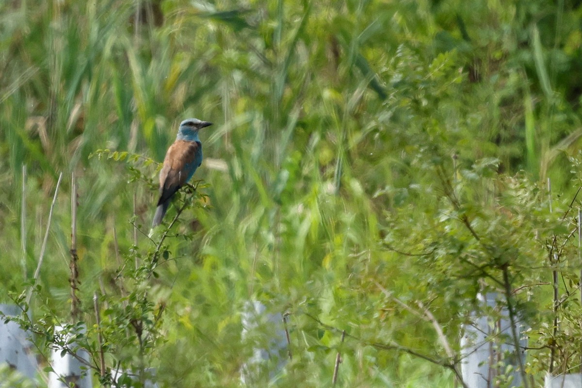 European Roller - ML648760936