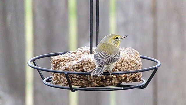 סבכון אורנים - ML648761540