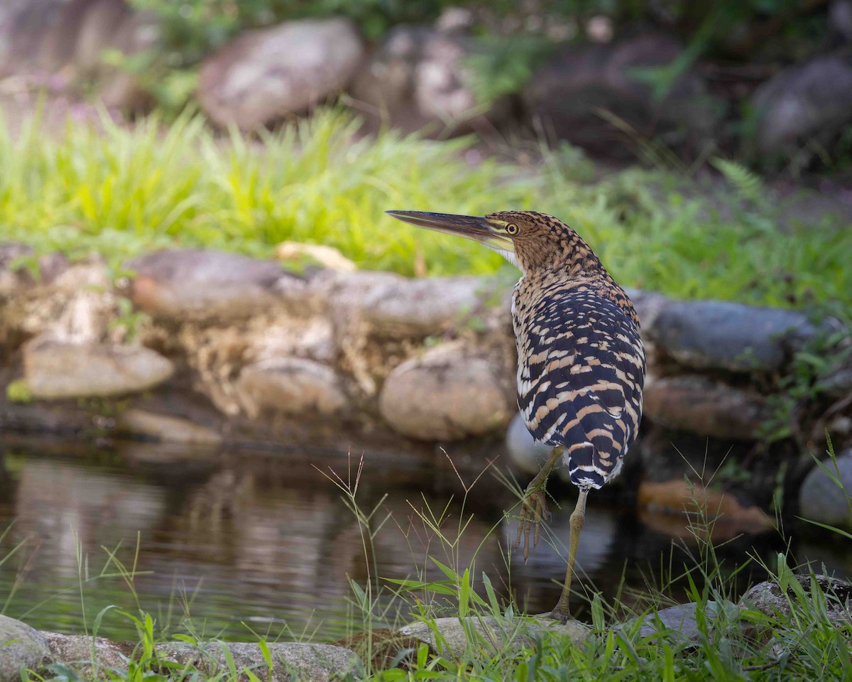 Streifenreiher - ML648761607