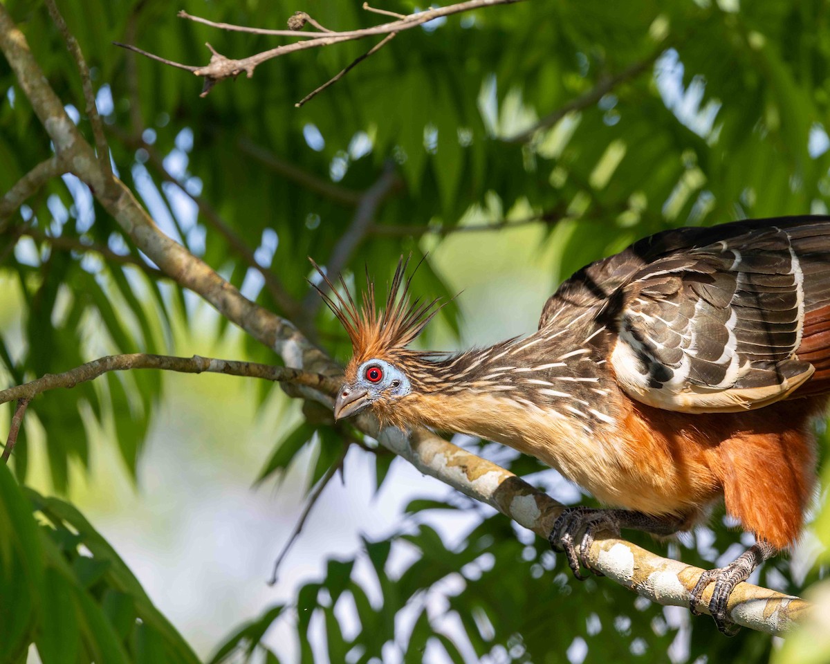 Hoatzin - ML648761610