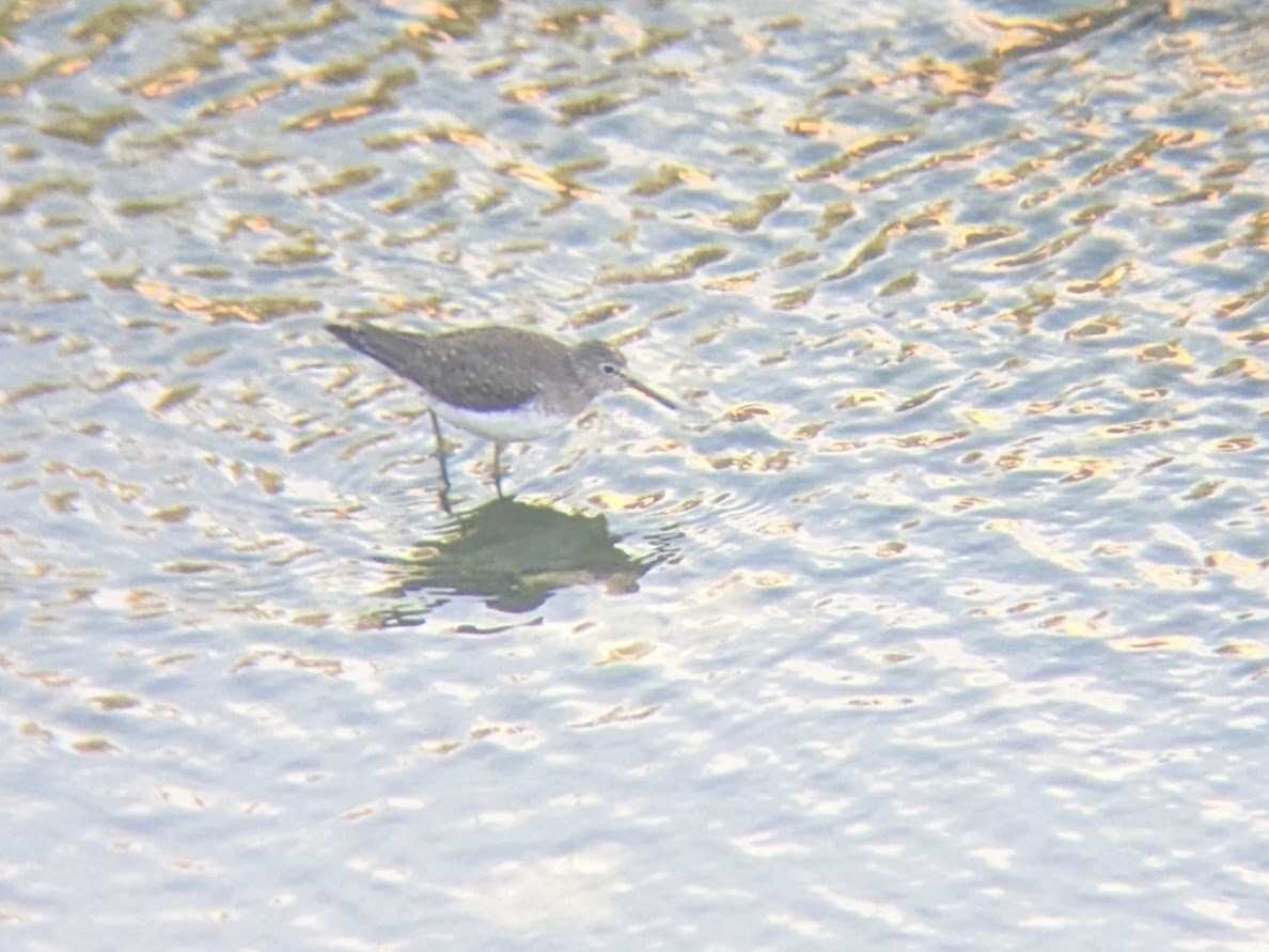 コシグロクサシギ - ML648761953