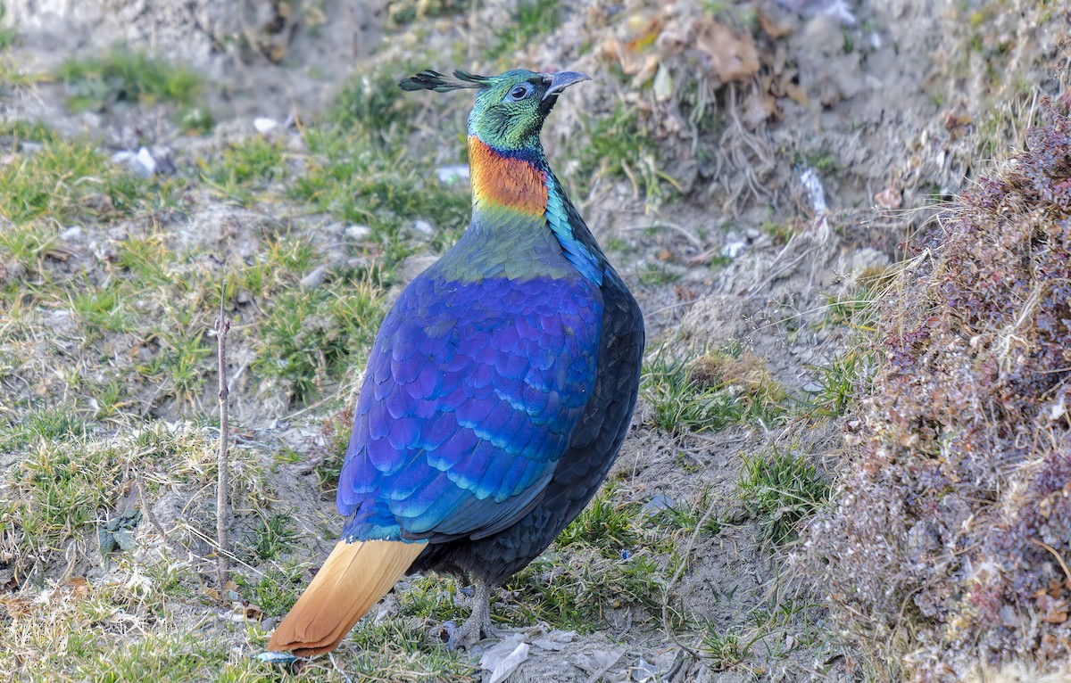 Himalayan Monal - ML648762607