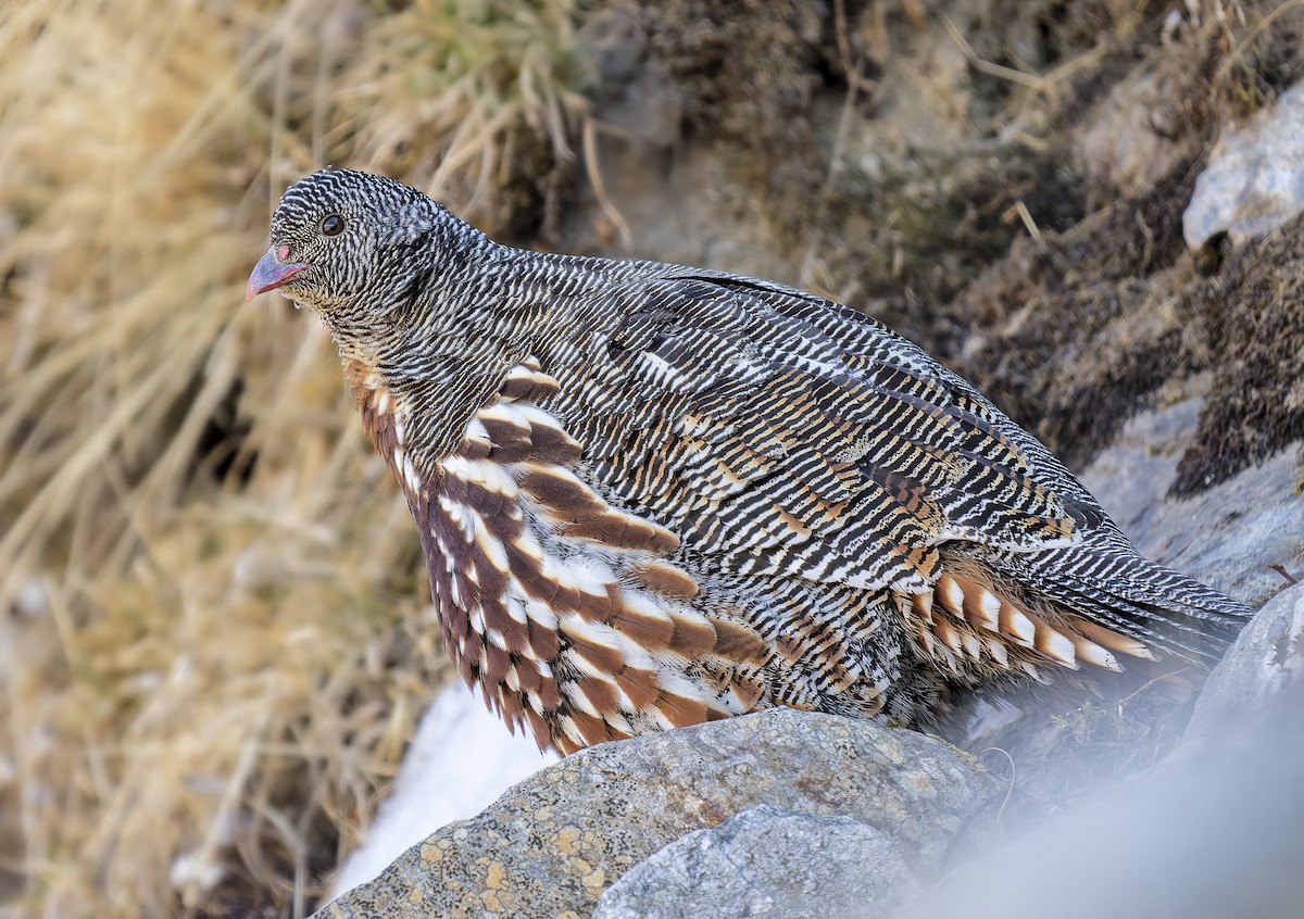 Snow Partridge - ML648762637