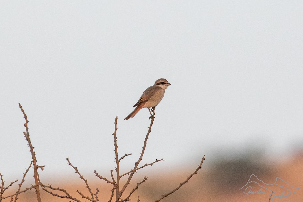 Türkistan Örümcekkuşu - ML648762718