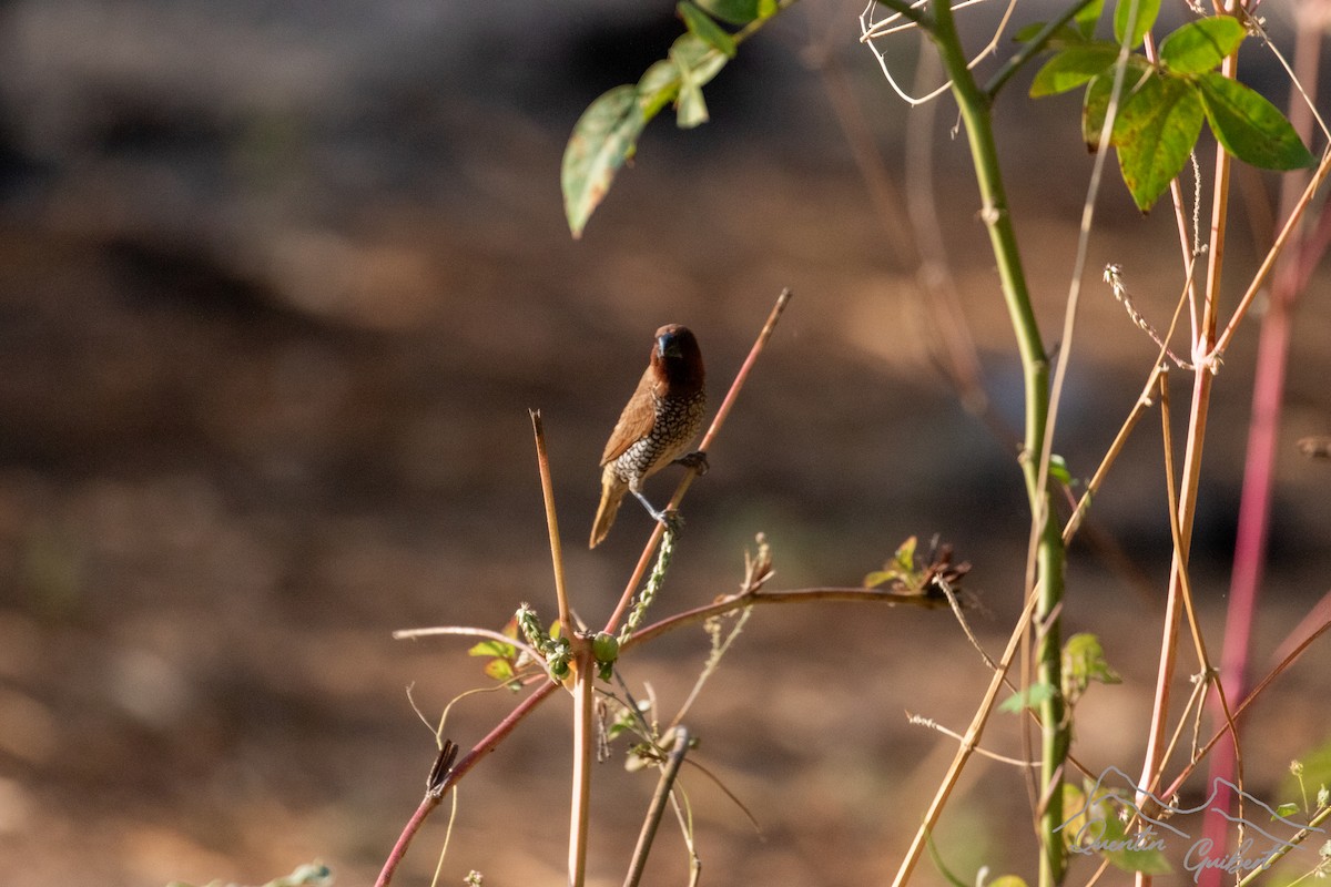 Pullu Munya - ML648762744