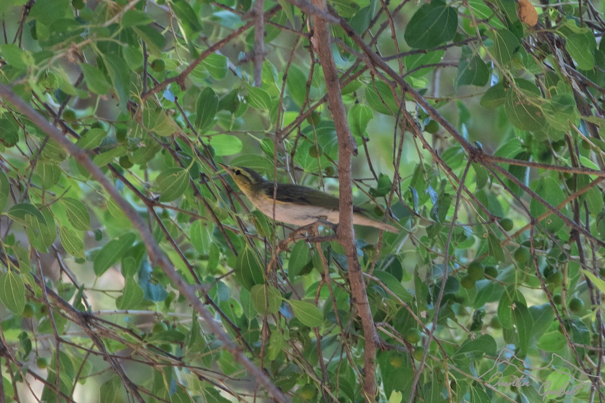 Orman Çıvgını - ML648762765