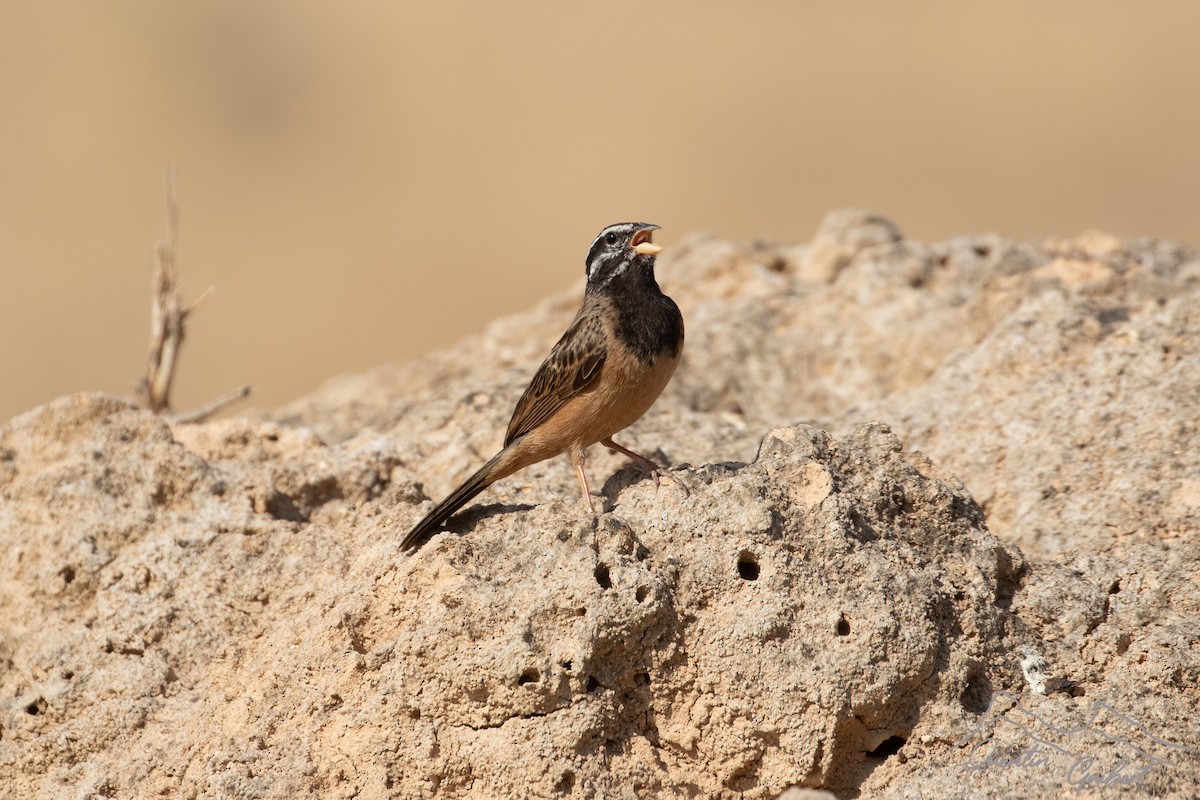 Afrika Kaya Çintesi - ML648762779