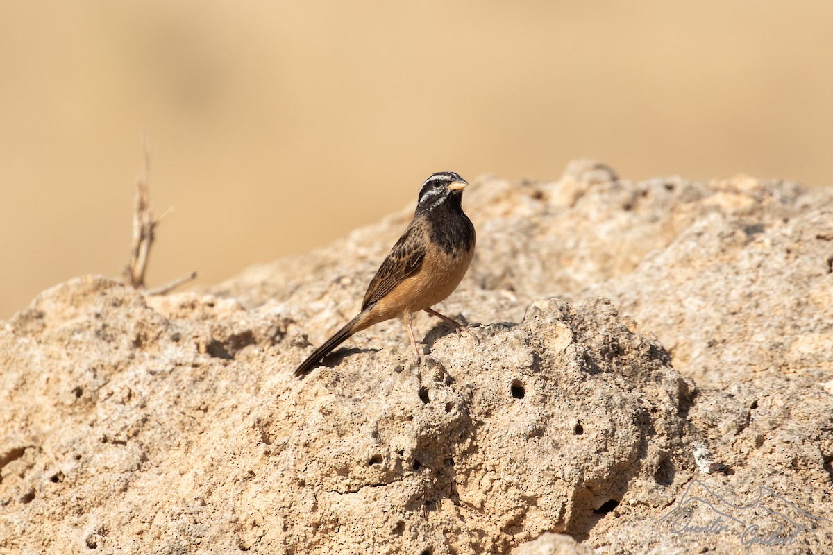 Afrika Kaya Çintesi - ML648762780