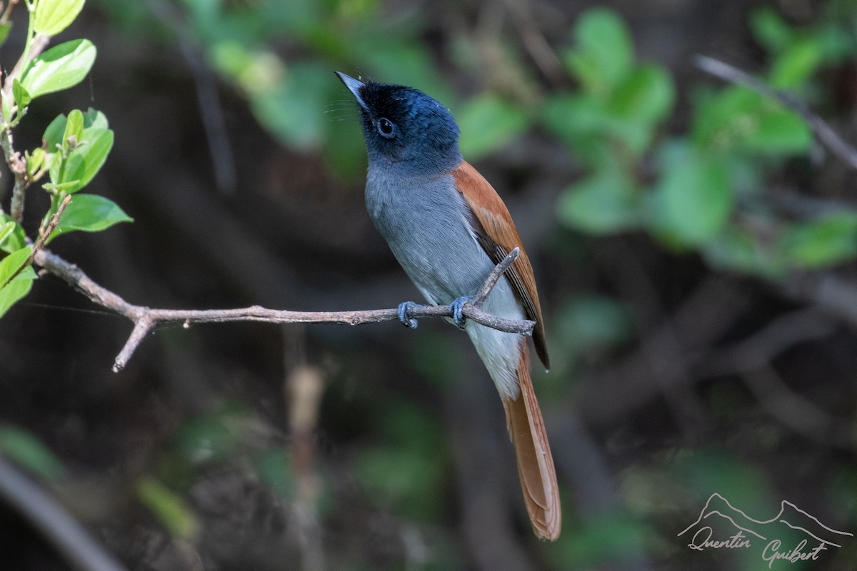 Afrika Monarkı - ML648762801