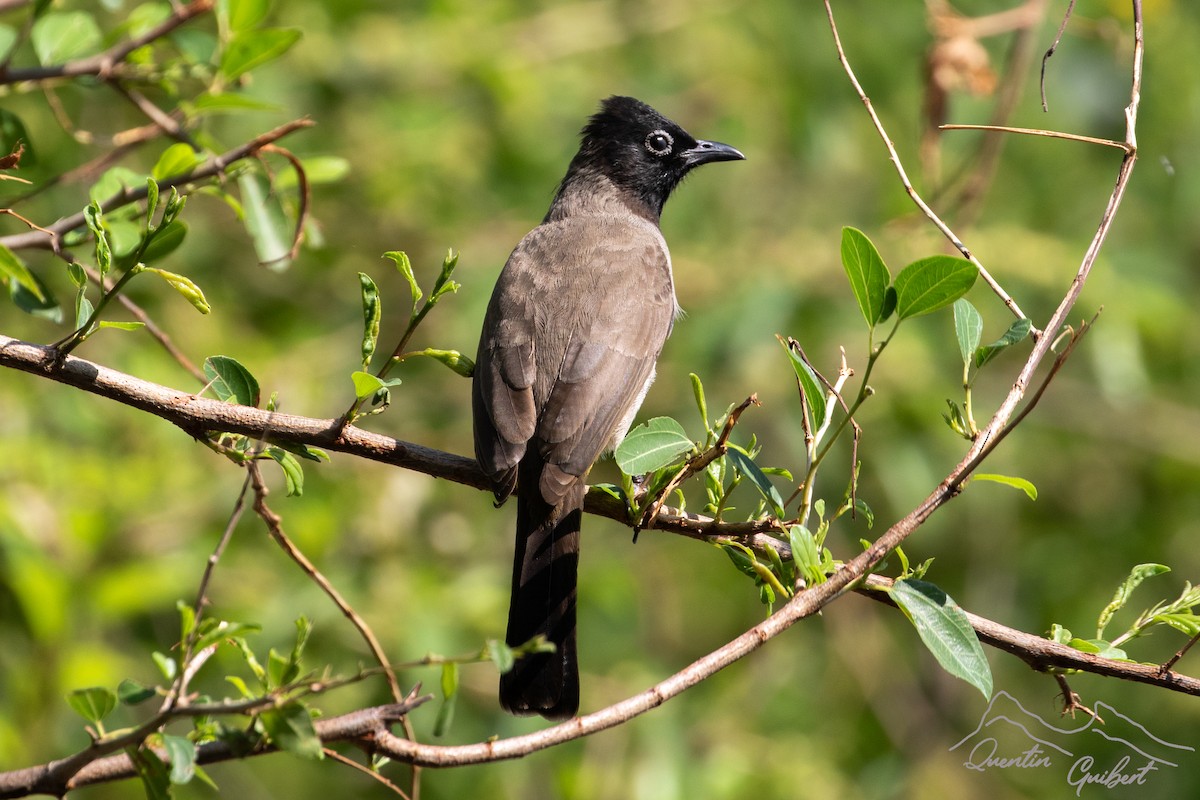 Arapbülbülü - ML648762814