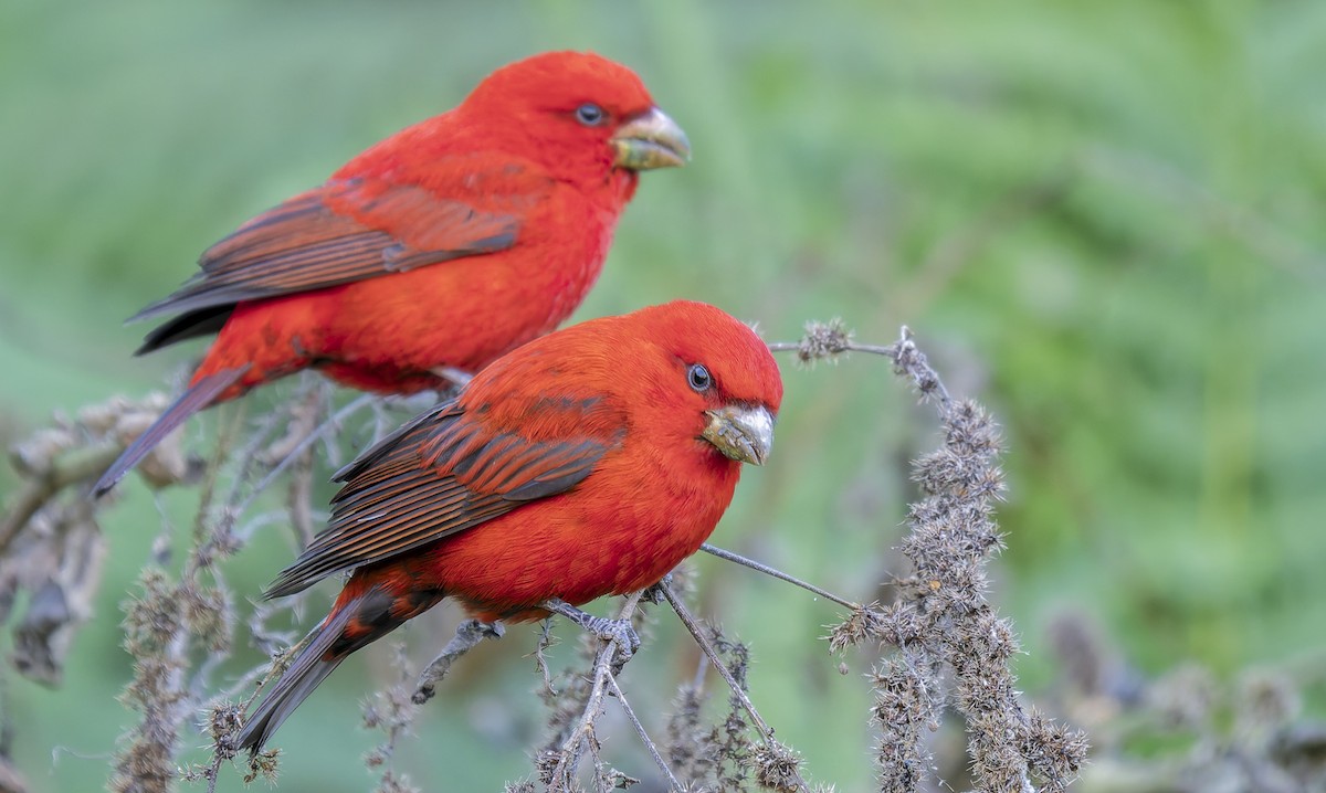 Scarlet Finch - ML648762907