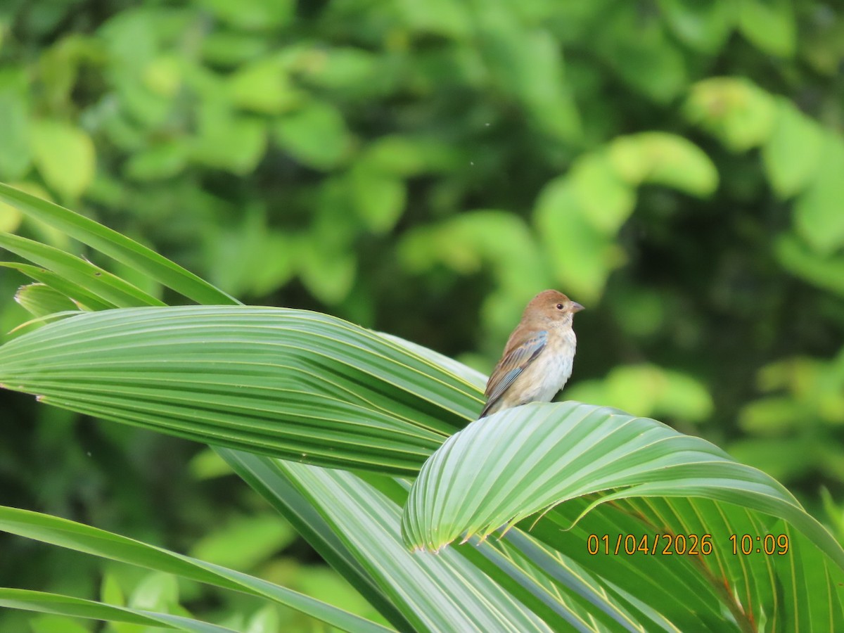 Индиговый колорин - ML648763027