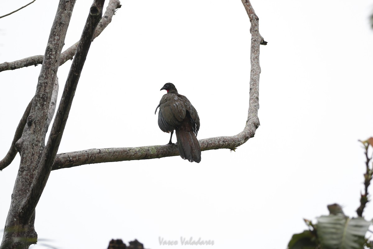 Crested Guan - ML648763072