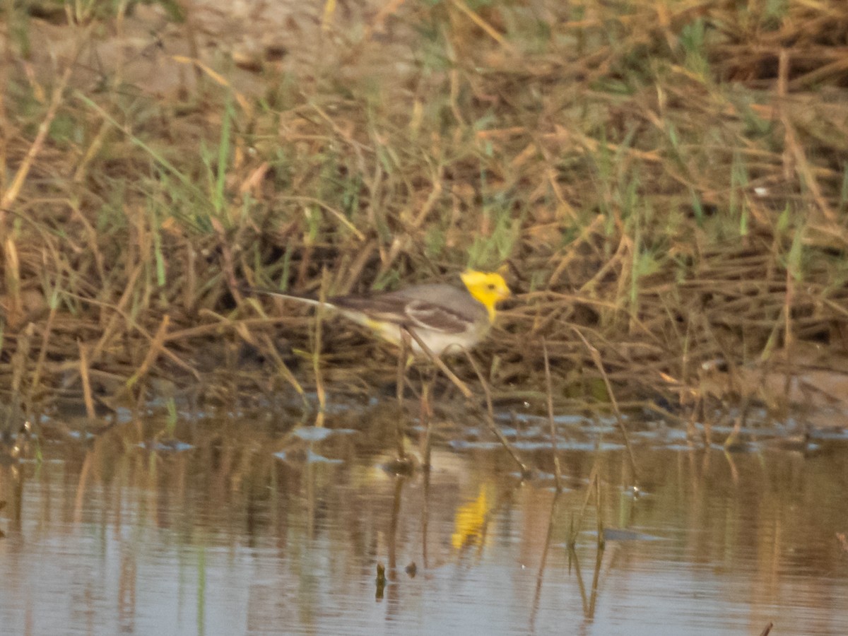 Cutrettola testagialla orientale - ML648763077