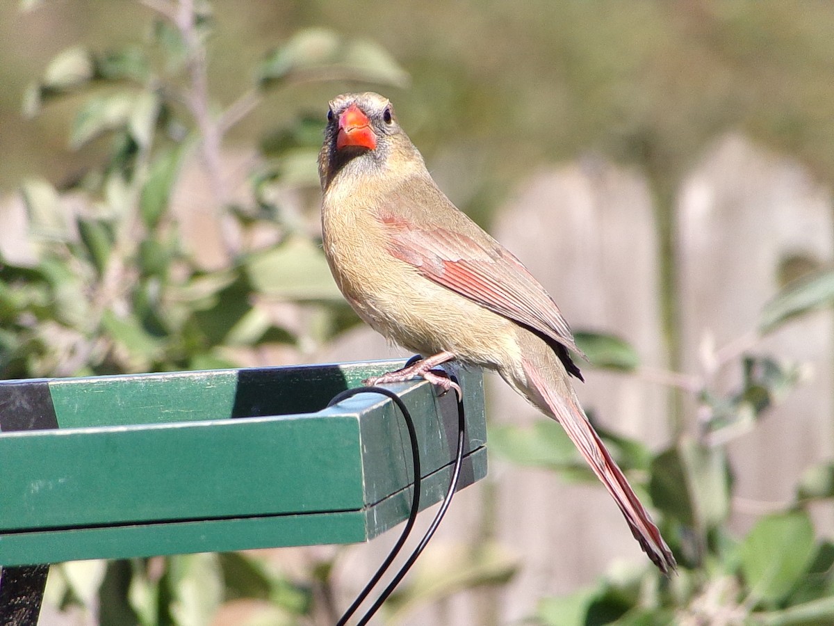 Northern Cardinal - ML648763079