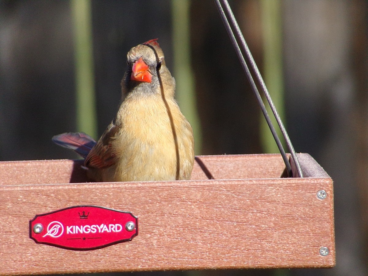 Northern Cardinal - ML648763082