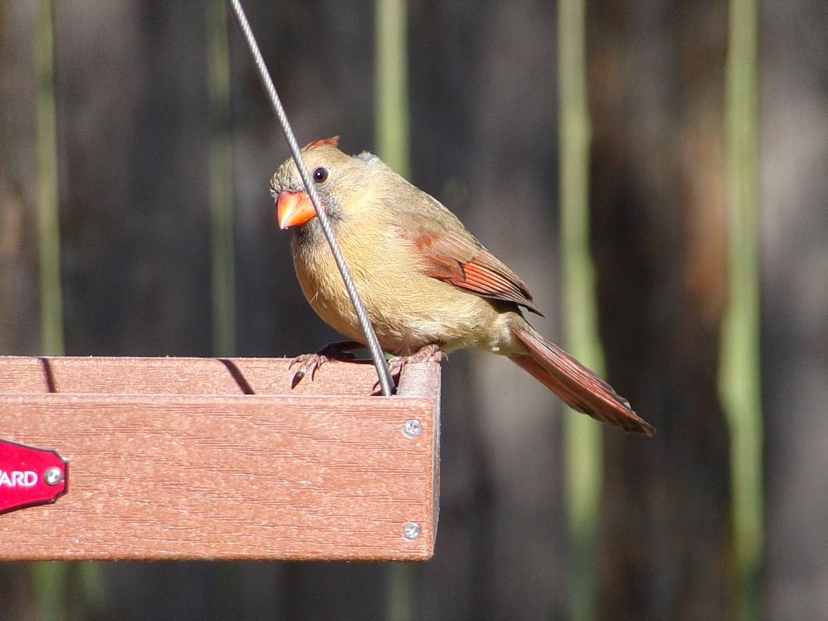 Northern Cardinal - ML648763083