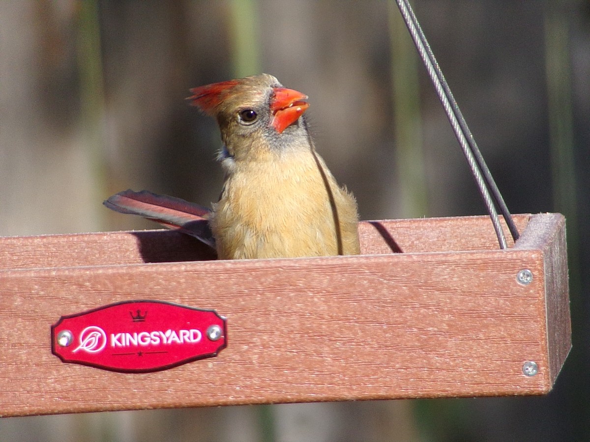 Northern Cardinal - ML648763084