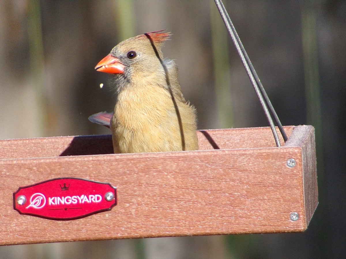 Northern Cardinal - ML648763085