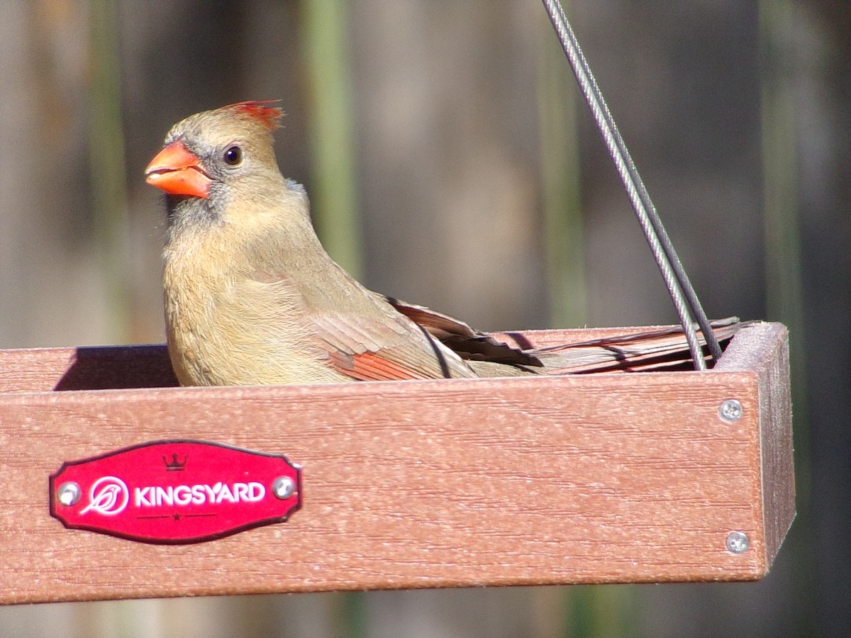 Northern Cardinal - ML648763087