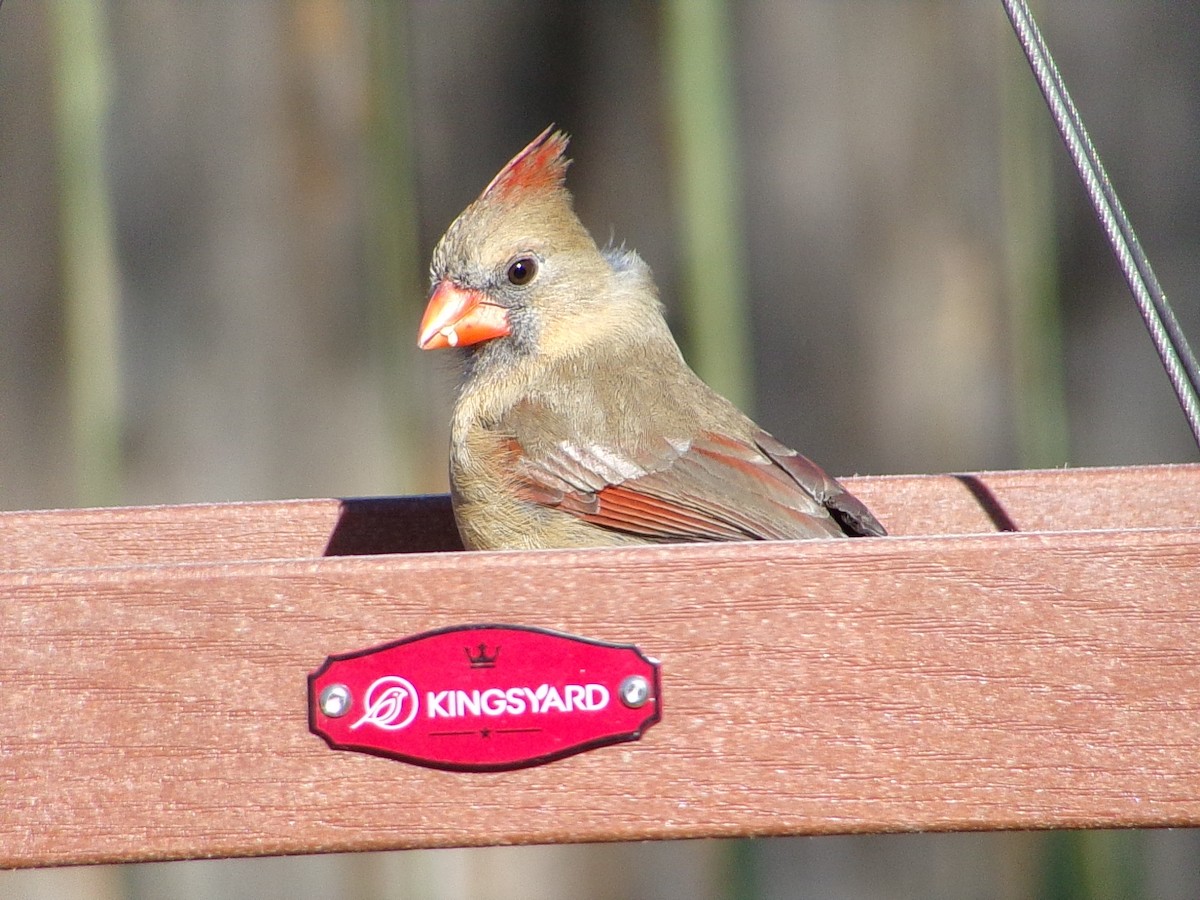Northern Cardinal - ML648763088
