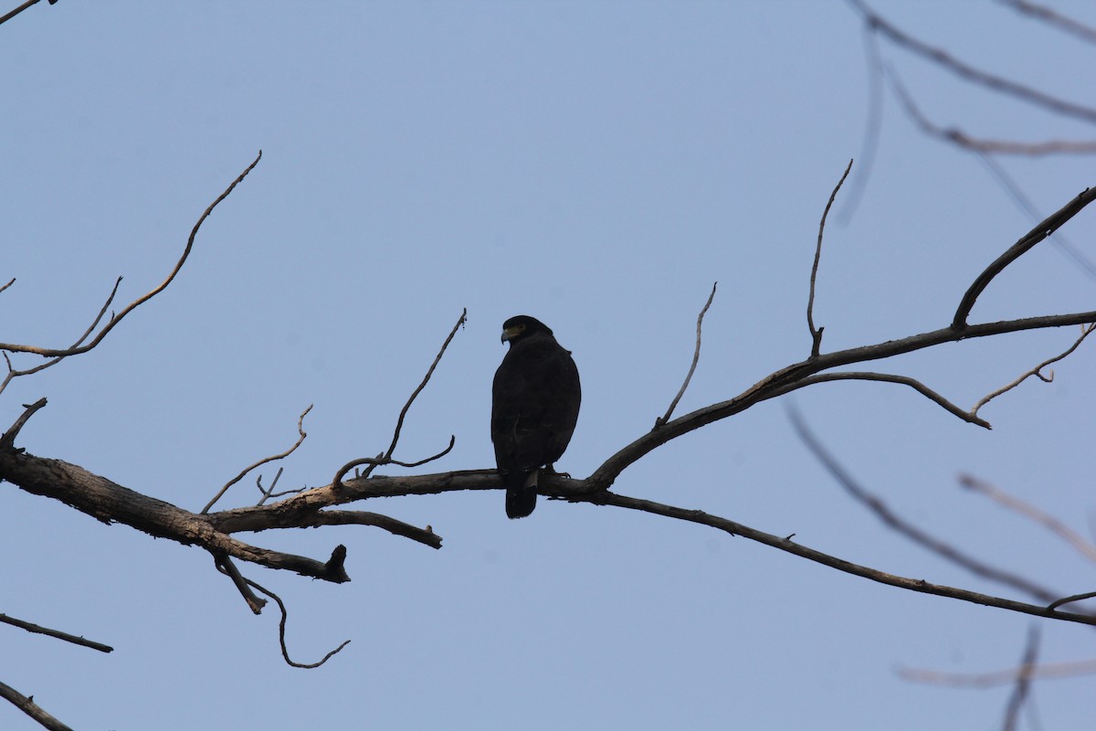 Crested Serpent-Eagle - ML648763089