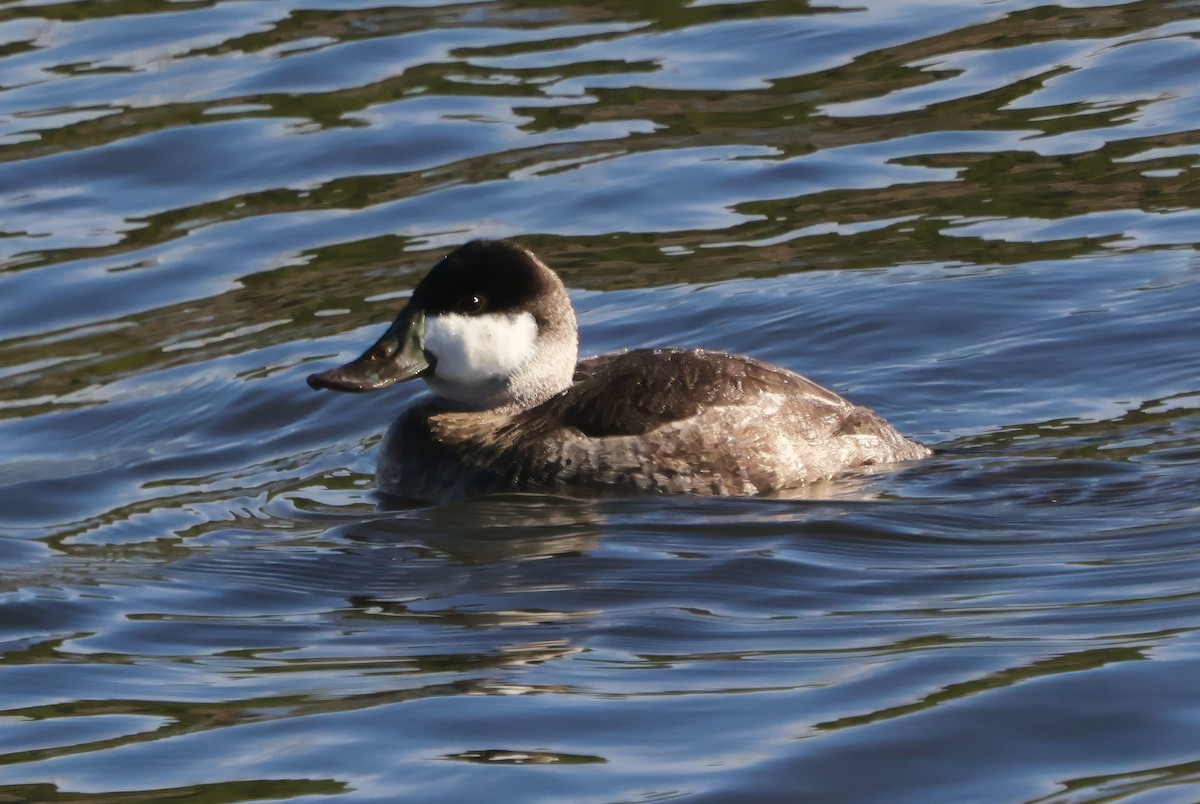 Gobbo della Giamaica - ML648763091