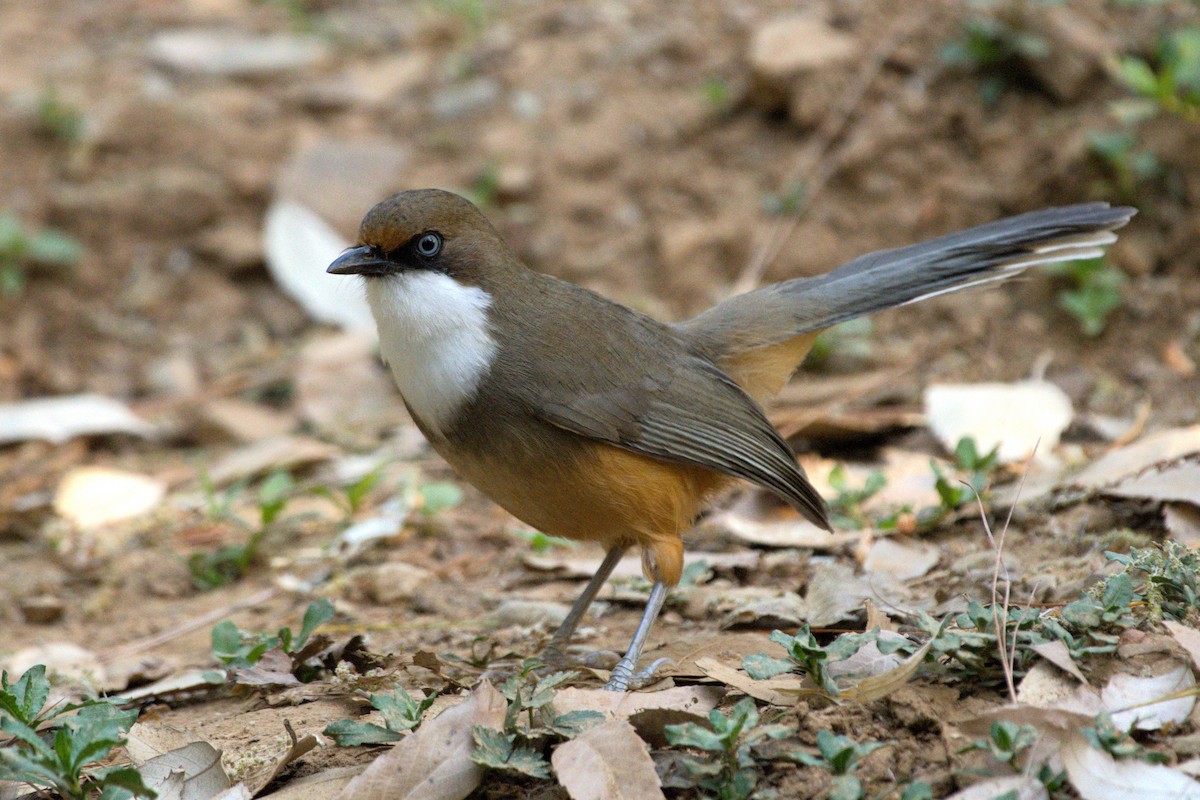 White-throated Laughingthrush - ML648763187