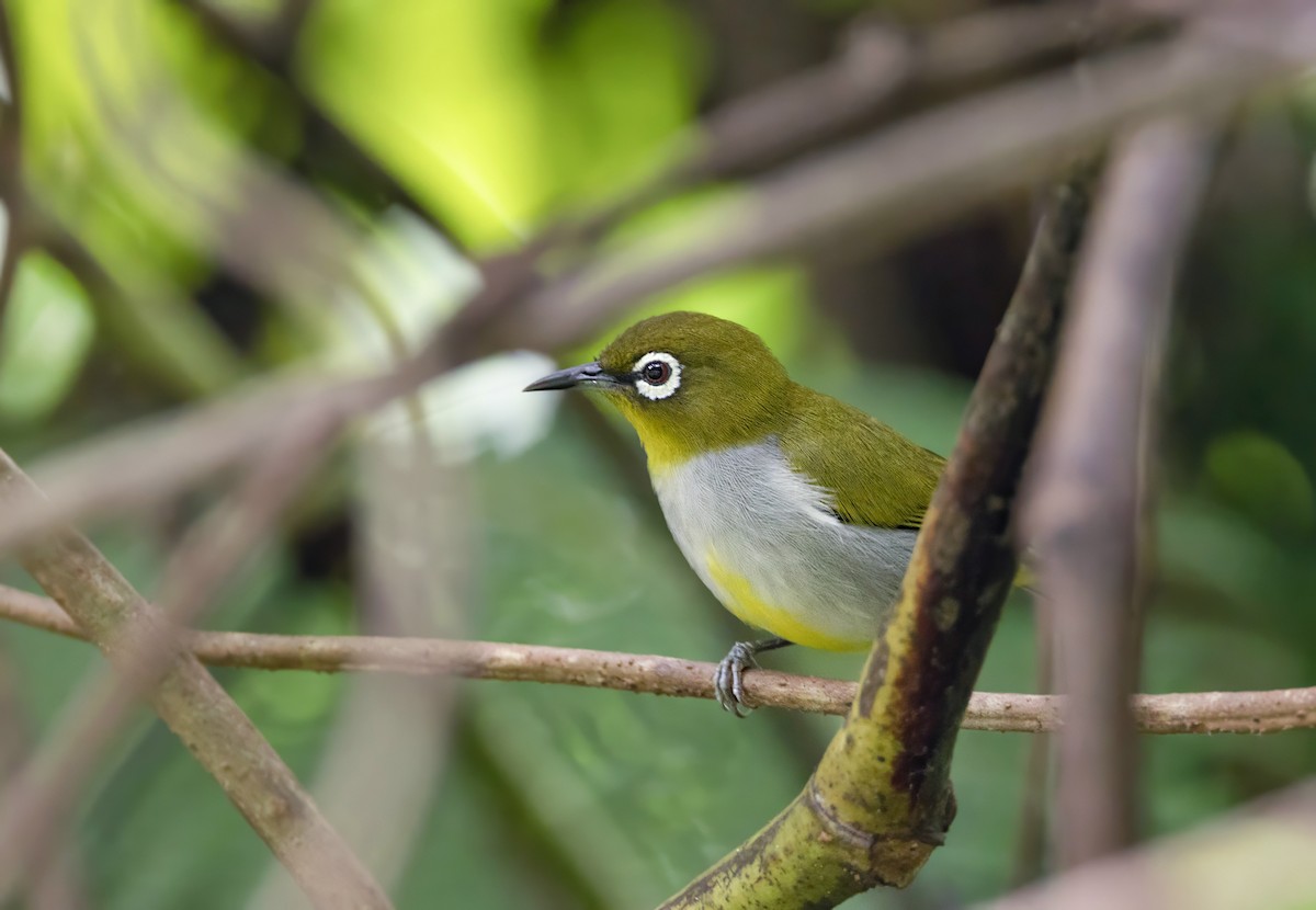 Zostérops oriental - ML648763207