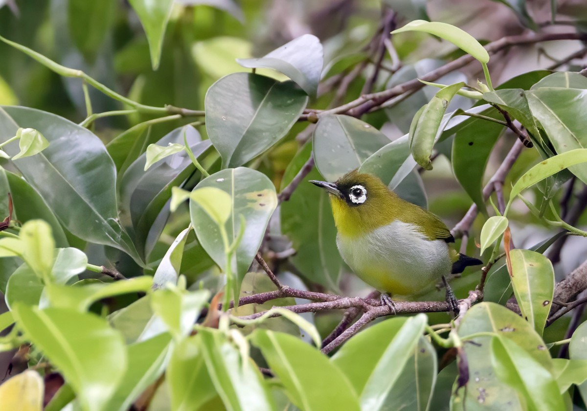 Zostérops oriental - ML648763308