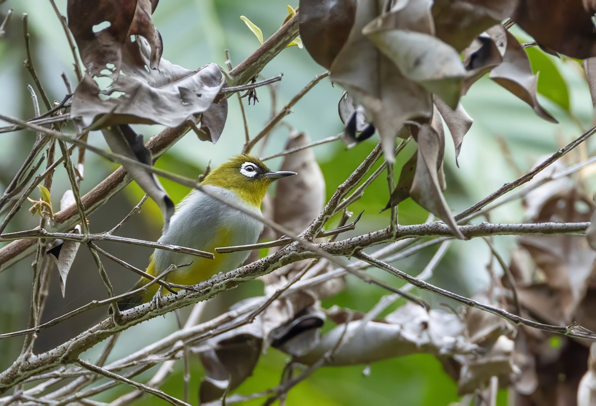 Zostérops oriental - ML648763316