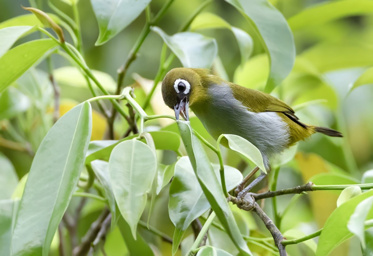 Zostérops oriental - ML648763317