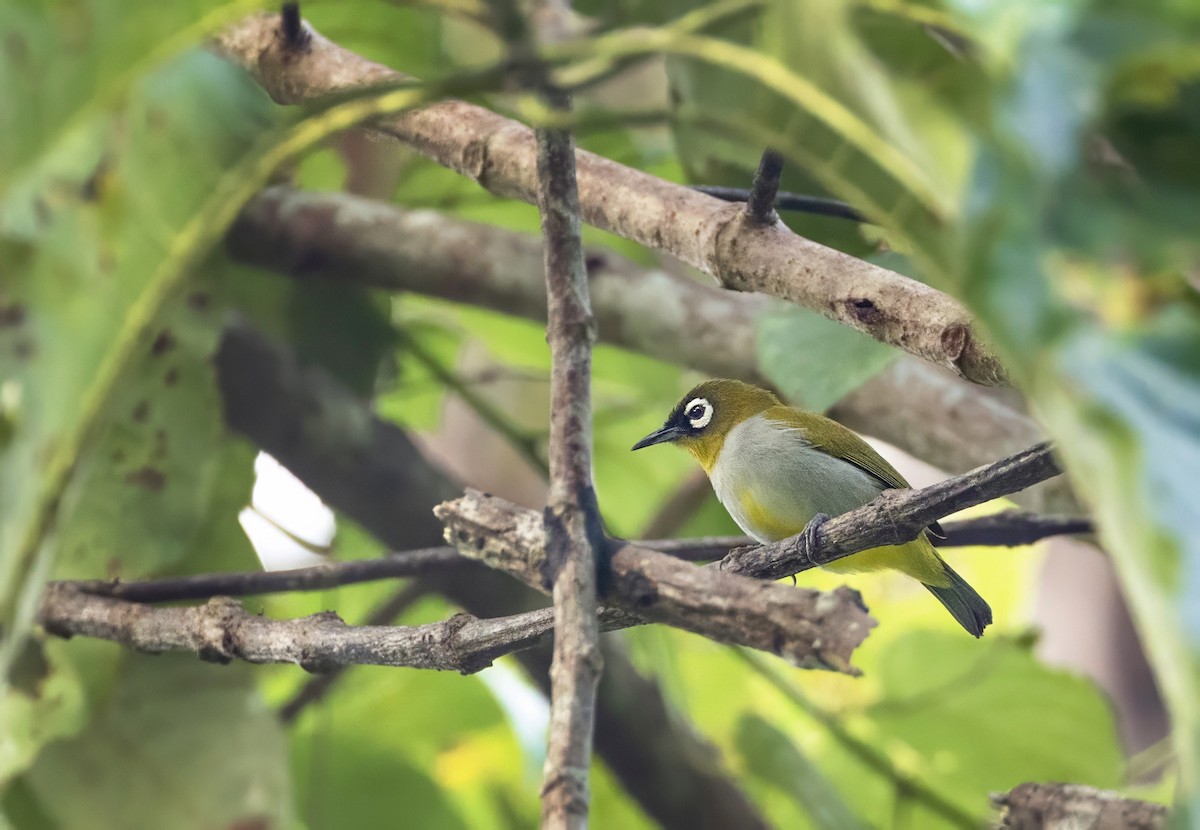 Zostérops oriental - ML648763321