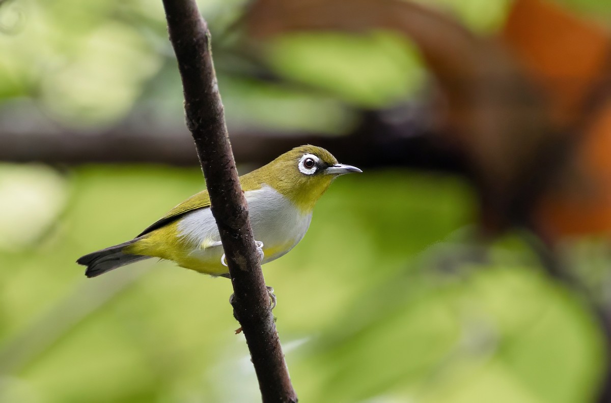 Zostérops oriental - ML648763432